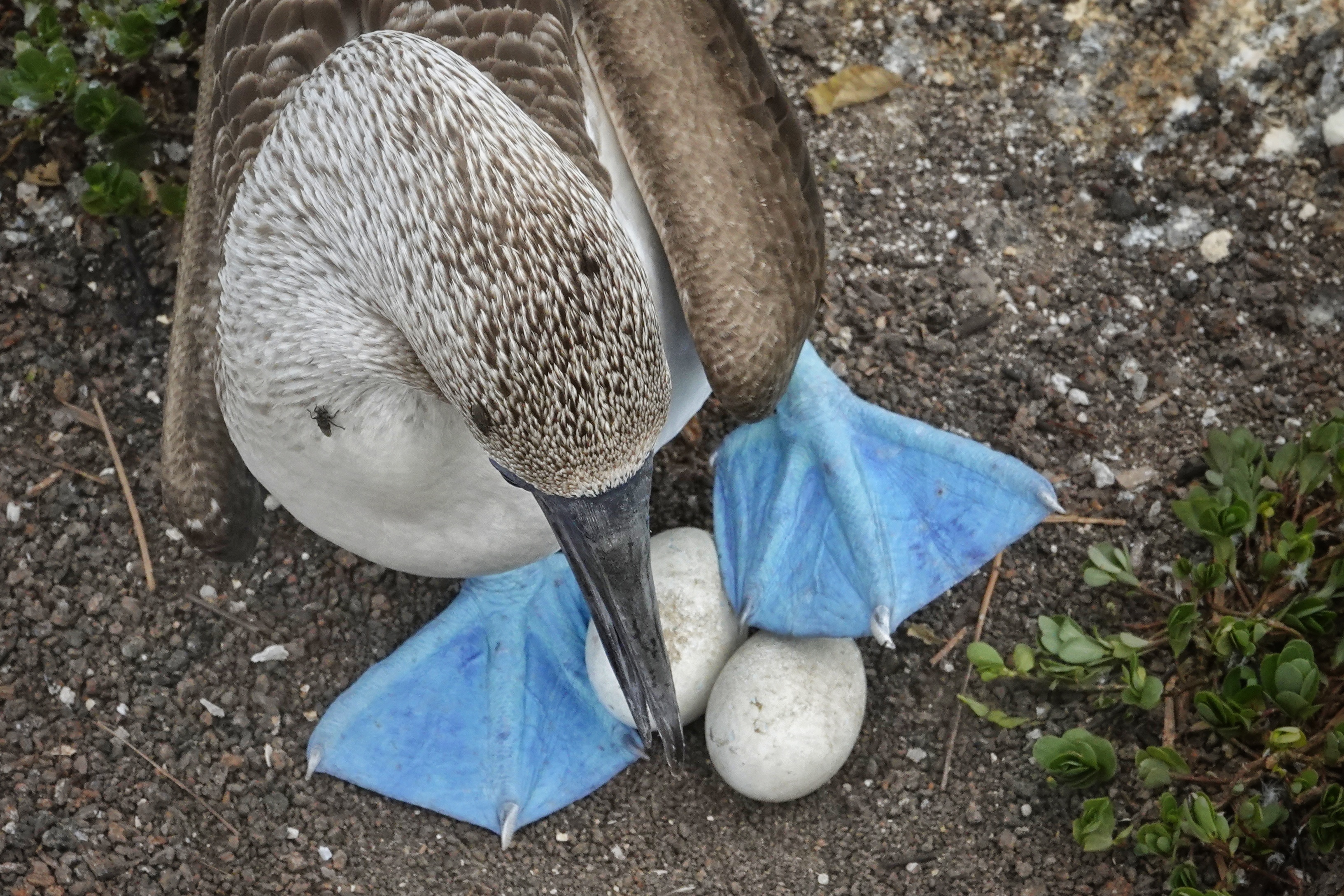 Fou à pieds bleus
